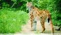 Bayerwald Tierpark